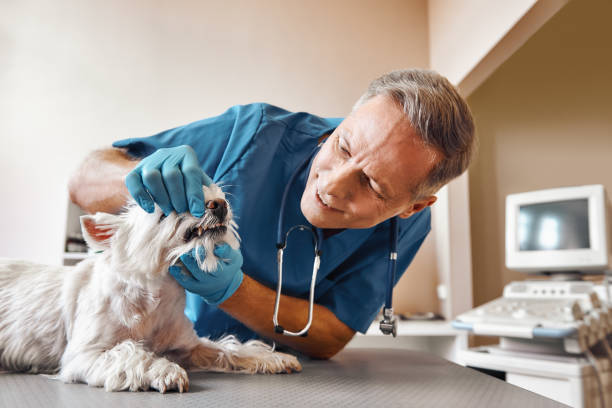 Best Chipped Tooth Repair Near Me  in Los Altos, CA